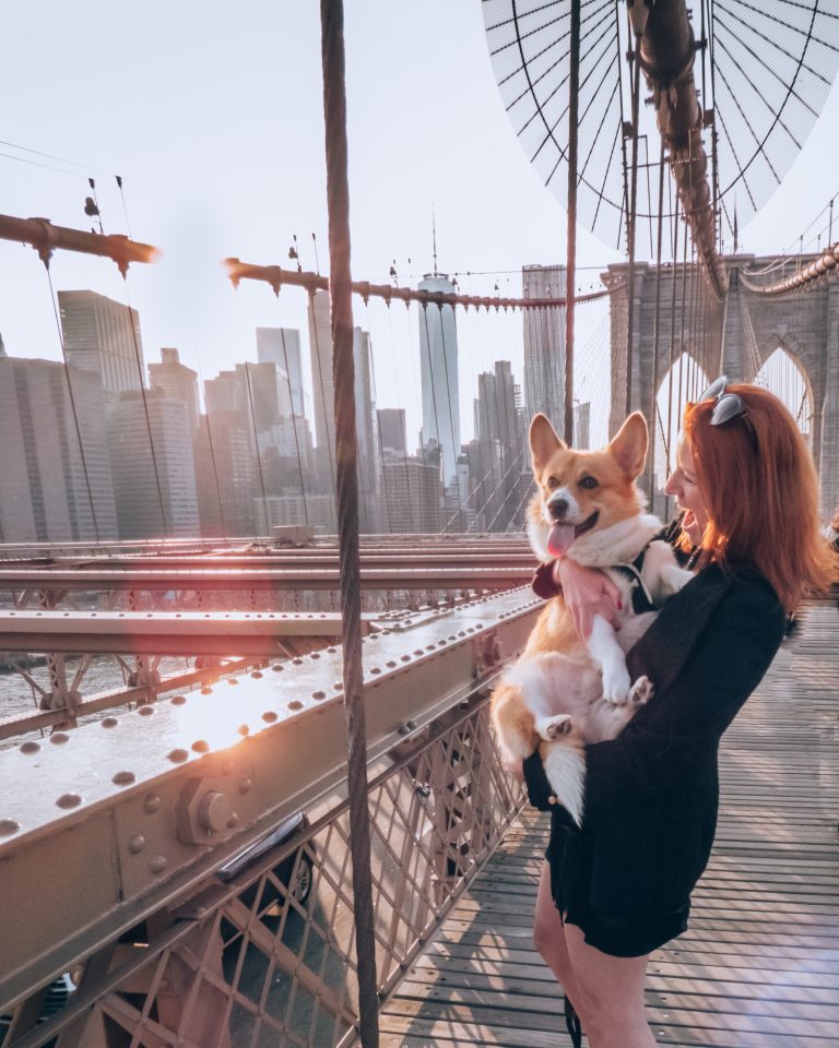 Woman carrying corgi on Brooklyn Bridge with corgi looking into distance