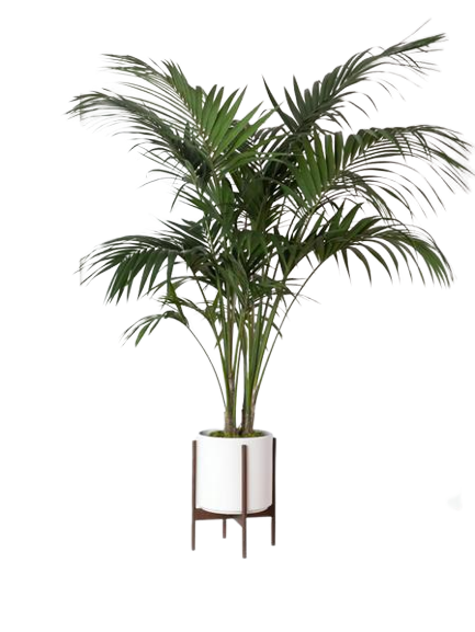 Palm plant with white pot